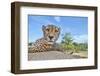 Hungry Cheetah-Alessandro Catta-Framed Photographic Print