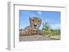 Hungry Cheetah-Alessandro Catta-Framed Photographic Print