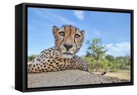 Hungry Cheetah-Alessandro Catta-Framed Stretched Canvas