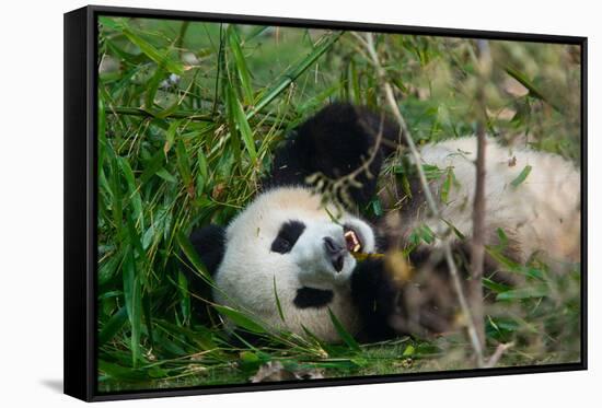 Hungry Giant Panda Bear Eating Bamboo-nelik-Framed Stretched Canvas