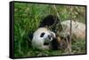 Hungry Giant Panda Bear Eating Bamboo-nelik-Framed Stretched Canvas