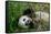 Hungry Giant Panda Bear Eating Bamboo-nelik-Framed Stretched Canvas