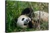 Hungry Giant Panda Bear Eating Bamboo-nelik-Stretched Canvas