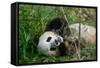 Hungry Giant Panda Bear Eating Bamboo-nelik-Framed Stretched Canvas