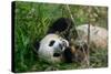 Hungry Giant Panda Bear Eating Bamboo-nelik-Stretched Canvas