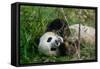 Hungry Giant Panda Bear Eating Bamboo-nelik-Framed Stretched Canvas