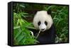 Hungry Giant Panda Bear Eating Bamboo-nelik-Framed Stretched Canvas