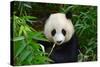 Hungry Giant Panda Bear Eating Bamboo-nelik-Stretched Canvas