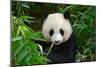 Hungry Giant Panda Bear Eating Bamboo-nelik-Mounted Photographic Print