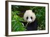 Hungry Giant Panda Bear Eating Bamboo-nelik-Framed Photographic Print