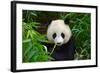 Hungry Giant Panda Bear Eating Bamboo-nelik-Framed Photographic Print