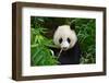 Hungry Giant Panda Bear Eating Bamboo-nelik-Framed Photographic Print