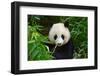 Hungry Giant Panda Bear Eating Bamboo-nelik-Framed Photographic Print