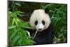 Hungry Giant Panda Bear Eating Bamboo-nelik-Mounted Photographic Print