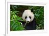 Hungry Giant Panda Bear Eating Bamboo-nelik-Framed Photographic Print