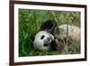 Hungry Giant Panda Bear Eating Bamboo-nelik-Framed Photographic Print