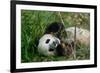 Hungry Giant Panda Bear Eating Bamboo-nelik-Framed Photographic Print