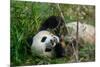 Hungry Giant Panda Bear Eating Bamboo-nelik-Mounted Photographic Print