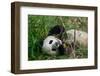 Hungry Giant Panda Bear Eating Bamboo-nelik-Framed Photographic Print