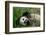 Hungry Giant Panda Bear Eating Bamboo-nelik-Framed Photographic Print