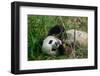 Hungry Giant Panda Bear Eating Bamboo-nelik-Framed Photographic Print