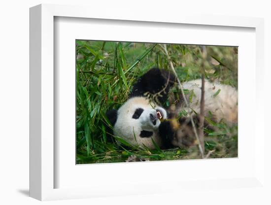 Hungry Giant Panda Bear Eating Bamboo-nelik-Framed Photographic Print