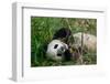 Hungry Giant Panda Bear Eating Bamboo-nelik-Framed Photographic Print