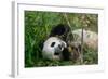 Hungry Giant Panda Bear Eating Bamboo-nelik-Framed Photographic Print