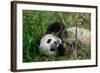 Hungry Giant Panda Bear Eating Bamboo-nelik-Framed Photographic Print