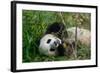 Hungry Giant Panda Bear Eating Bamboo-nelik-Framed Photographic Print