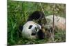Hungry Giant Panda Bear Eating Bamboo-nelik-Mounted Photographic Print