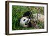 Hungry Giant Panda Bear Eating Bamboo-nelik-Framed Photographic Print