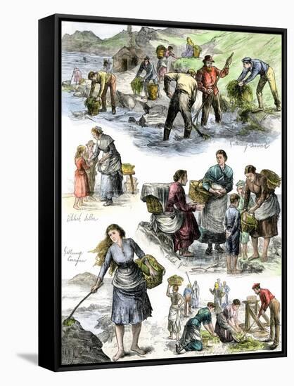 Hungry Irish People Gathering Seaweed for Food, Coast of County Clare, 1800s-null-Framed Stretched Canvas