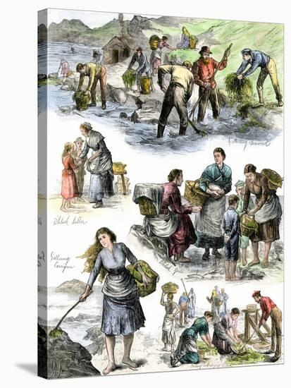 Hungry Irish People Gathering Seaweed for Food, Coast of County Clare, 1800s-null-Stretched Canvas
