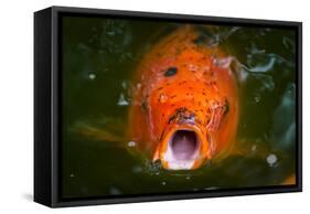 Hungry Koi Begging for Food-Dean Fikar-Framed Stretched Canvas