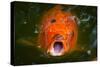 Hungry Koi Begging for Food-Dean Fikar-Stretched Canvas