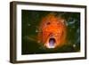 Hungry Koi Begging for Food-Dean Fikar-Framed Photographic Print