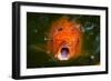 Hungry Koi Begging for Food-Dean Fikar-Framed Photographic Print