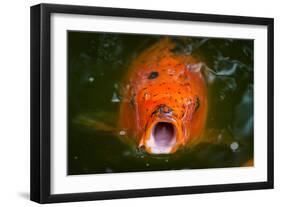 Hungry Koi Begging for Food-Dean Fikar-Framed Photographic Print