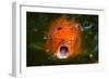 Hungry Koi Begging for Food-Dean Fikar-Framed Photographic Print