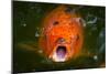 Hungry Koi Begging for Food-Dean Fikar-Mounted Photographic Print