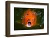 Hungry Koi Begging for Food-Dean Fikar-Framed Photographic Print