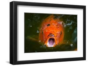 Hungry Koi Begging for Food-Dean Fikar-Framed Photographic Print