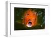 Hungry Koi Begging for Food-Dean Fikar-Framed Photographic Print