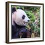 Hungry Panda-Webitect-Framed Photographic Print