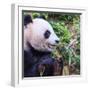 Hungry Panda-Webitect-Framed Photographic Print