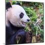 Hungry Panda-Webitect-Mounted Photographic Print