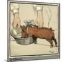 Hungry Peter as a Growing Piglet Drinking from a Bowl-Cecil Aldin-Mounted Art Print