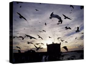 Hungry Seagulls Silhouetted Againt the Sunset in the Harbour at Essaouira, Morocco-Fergus Kennedy-Stretched Canvas