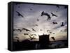 Hungry Seagulls Silhouetted Againt the Sunset in the Harbour at Essaouira, Morocco-Fergus Kennedy-Framed Stretched Canvas